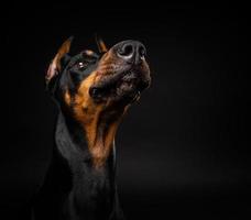 Porträt eines Dobermann-Hundes auf einem isolierten schwarzen Hintergrund. foto