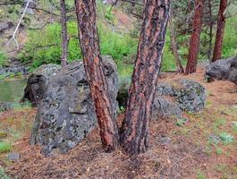 Pines by the Stream eine Ponderosa-Pine-Szene entlang des Deschutes River im Riley Ranch Nature Reserve Bend oder foto