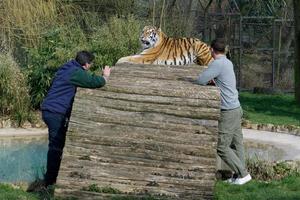 Beckesbourne, Kent, Großbritannien, 2015. Zwei Männer im Sibirischen Tigergehege foto