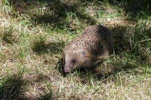 Europäischer Igel, der durch das Gras geht foto