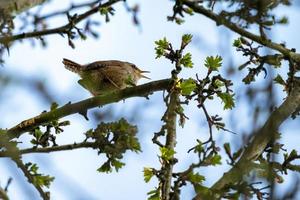 winziger Zaunkönig in einem Weißdornbaum foto