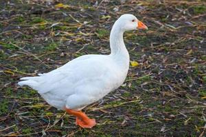 Gans zu Fuß am Ufer des Great Ouse in Ely foto