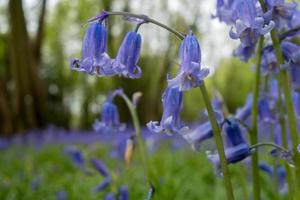Sussex Glockenblumen blühen im Frühling foto