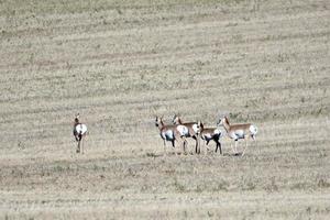 Eine Herde von Antilopen, die auf der Prärie von Saskatchewan laufen foto