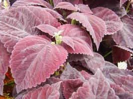 violette Blätter der Coleus, Plectranthus scutellarioides foto