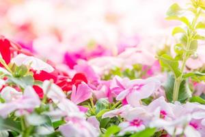 vinca rosea blumen blühen im garten, laub verschiedener farben blumen, selektiver fokus foto