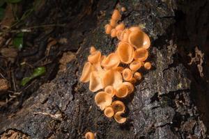 Orangenpilz, Champagnerpilz im Regenwald. foto