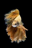 Gelbgold-Betta-Fisch, siamesischer Kampffisch auf schwarzem Hintergrund foto