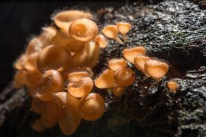 Orangenpilz, Champagnerpilz im Regenwald. foto