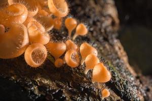 Orangenpilz, Champagnerpilz im Regenwald. foto