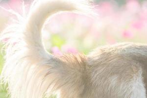 verschwommener Hund und Blume für den Hintergrund foto