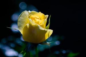 Rose und warmes Licht im Gartenhintergrund, schöne Momente der Liebe und des glücklichen Lebens. foto