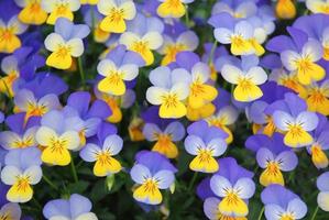 Gelbe und blaue Blumenstiefmütterchen Nahaufnahme der bunten Stiefmütterchenblume foto