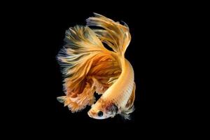 Gelbgold-Betta-Fisch, siamesischer Kampffisch auf schwarzem Hintergrund foto