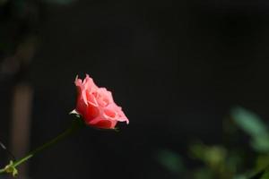 Rose und warmes Licht im Gartenhintergrund, schöne Momente der Liebe und des glücklichen Lebens. foto