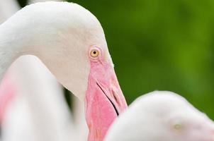 rosa flamingo-nahaufnahme, es hat eine schöne farbe der federn. größerer flamingo, phoenicopterus roseus foto