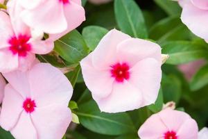 vinca rosea blumen blühen im garten, laub verschiedener farben blumen, selektiver fokus foto