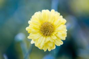 gelbe chrysanthemeblumen, chrysantheme im garten. verschwommene blume für hintergrund, bunte pflanzen foto