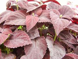 rotviolette Blätter der Coleus, Plectranthus scutellarioides foto