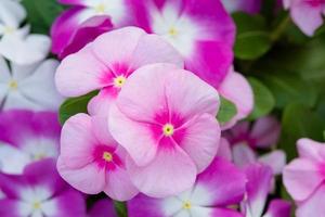 Vinca Rosea Blumen blühen im Garten, Laub Vielfalt von Farben Blumen, selektiver FokusVinca Rosea Blumen blühen im Garten, Laub Vielfalt von Farben Blumen, selektiver Fokus foto