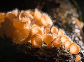 Orangenpilz, Champagnerpilz im Regenwald. foto