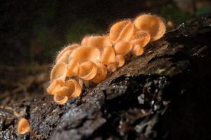 Orangenpilz, Champagnerpilz im Regenwald. foto