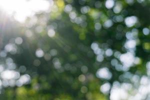 Defokussierte grüne Blätter im Wald mit Sonnenstrahl, abstrakter Bokeh-Hintergrund. foto