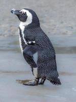 Vertikale Aufnahme eines Pinguins, der auf der nassen Oberfläche vor grauem Hintergrund steht foto