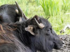 zwei schwarze Kühe schauen foto