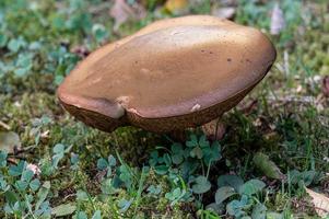 Pilz im Herbst auf Waldboden foto