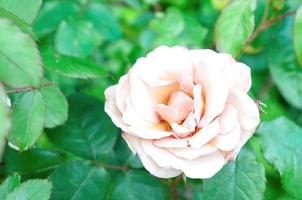 Rose im Garten in der Sonne foto