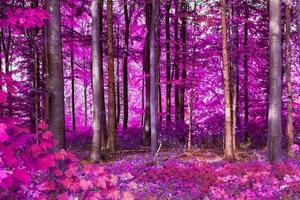 schönes rosa und lila infrarotpanorama eines waldes. foto