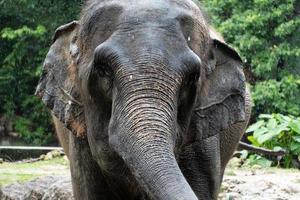 nahaufnahme elefant im regen .tierschutz und konzept zum schutz von ökosystemen. foto