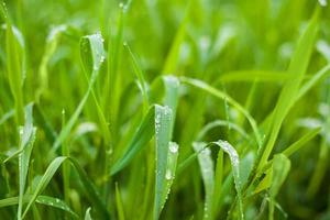 Foto von grünem frischem Gras