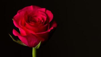 rote Rose isoliert auf schwarz. symbolisch für Liebe und Mitgefühl foto