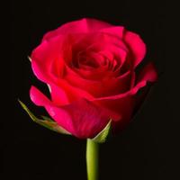rote Rose isoliert auf schwarz. symbolisch für Liebe und Mitgefühl foto