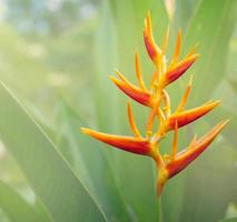 rote und gelbe heliconia-blume auf unscharfem hintergrund. foto