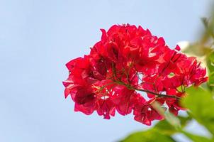 Im Garten des Hauses wachsen im Sommer tagsüber rote Bougainvilleas. foto