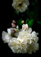 Nahaufnahme süße zweifarbige weiße rosa Rosen im dunklen Hintergrund foto