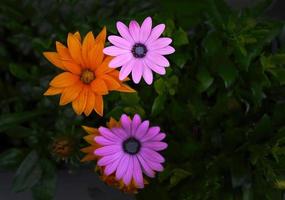 bunte lebendige Blumen im dunklen Tonhintergrund für Tapete foto