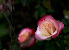 nahaufnahme von gelb-rosa rosen im garten für tapeten foto