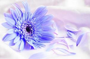 blaue Blumen auf weißem Tuch foto
