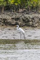 Weißer Silberreiher, Ardea alba, Vogel, der am Ufer des Flusses in den Sundarbans von Bangladesch spazieren geht foto