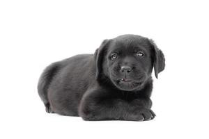 den Hund isolieren. Labrador Retriever Welpe von schwarzer Farbe liegt auf einem weißen Hintergrund. foto