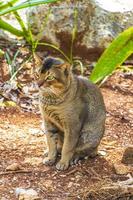 schöne süße katze mit grünen augen im tropischen dschungel mexiko. foto