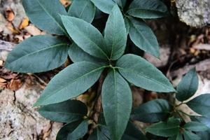blatt schön im tropischen waldpflanzendschungel, natürliches grünes blattmuster dunkler hintergrund foto