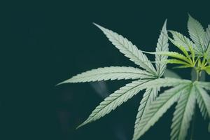 Cannabisblatt Marihuana-Pflanzenbaum, der auf dunklem Hintergrund wächst - Hanfblätter für cbd-Extrakt medizinische Gesundheitsversorgung natürlich foto