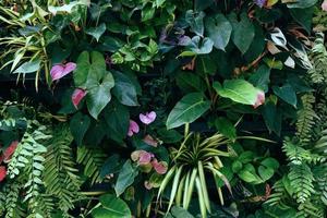 Pflanzenwand mit üppigen grünen Farben, Vielfalt Pflanzenwaldgarten an Wänden Orchideen verschiedene Farnblätter Dschungelpalme und Blume schmücken im Gartenregenwaldhintergrund foto