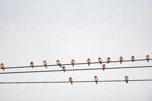 Vögel auf dem Draht, kleine Vögel auf einem Kabel foto