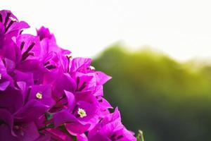 Bougainvillea-Blume am Morgen mit verschwommenem Hintergrund foto